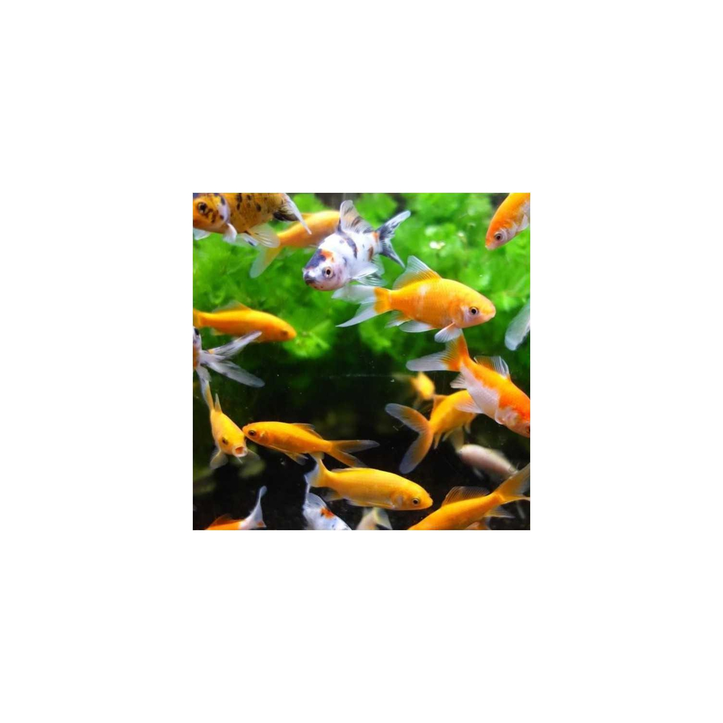 import_3281018822113_2