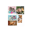 import_8005125202836_1