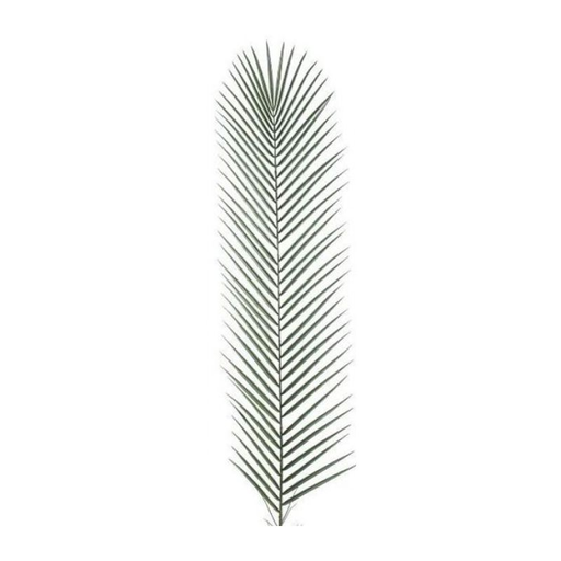 [3604071000029] RBL DIFFUSION 12 Palmes Phenix Gm
