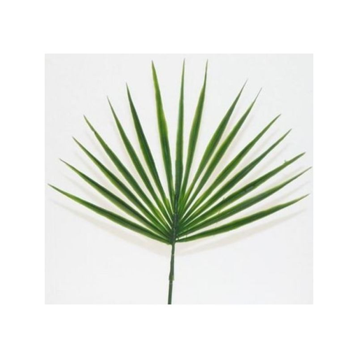 [3604074500205] RBL DIFFUSION Chamerops Palm Pm 48