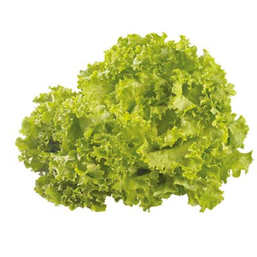[0000000708206] Batavia Lettuce Category 1 France