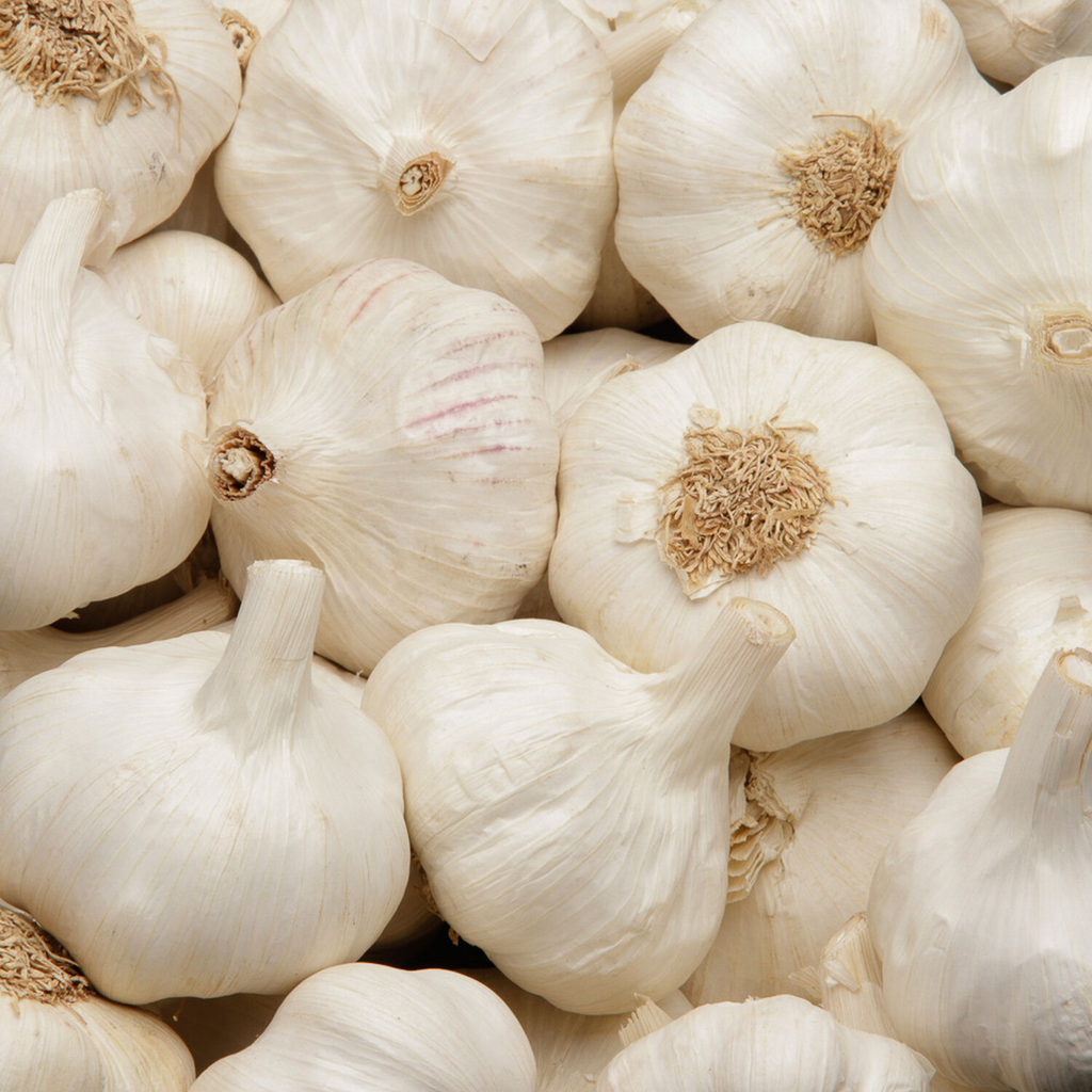 AIL BLANC 3 bulbs