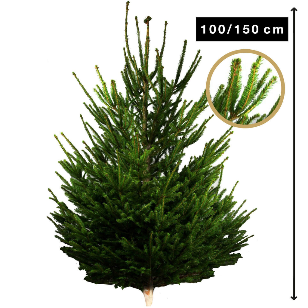 CARREFOUR Abeto Natural Picea 100-150cm