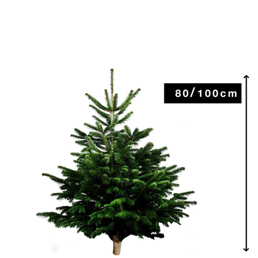 [3000000512289] CARREFOUR Natural Nordmann Christmas Tree with Wooden Log 80-100cm