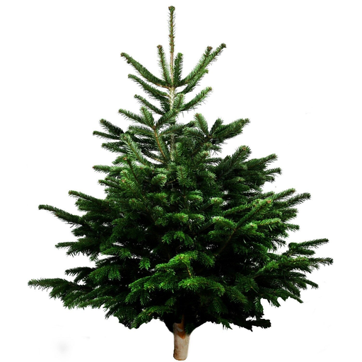 [3000000512357] CARREFOUR Nordmann Fir standard + log base 100/150cm 1 piece
