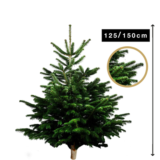 [3000000512371] CARREFOUR Natural Nordmann Fir Tree with Wooden Log Base 125-150cm