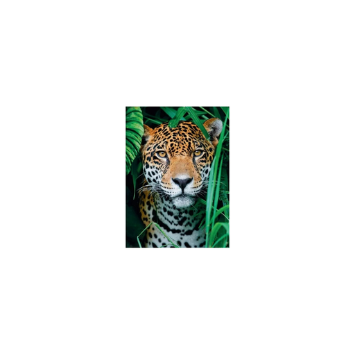 [3701267563785] CLEMENTONI Puzzle Jaguar En La Selva 500 Piezas