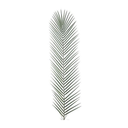 RBL DIFFUSION 12 Large Phenix Palm Leaves