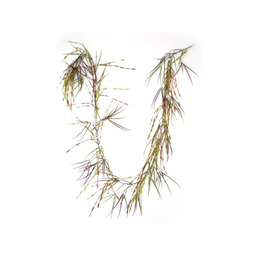 RBL DIFFUSION Pteris Garlands Green/Burg 12 units